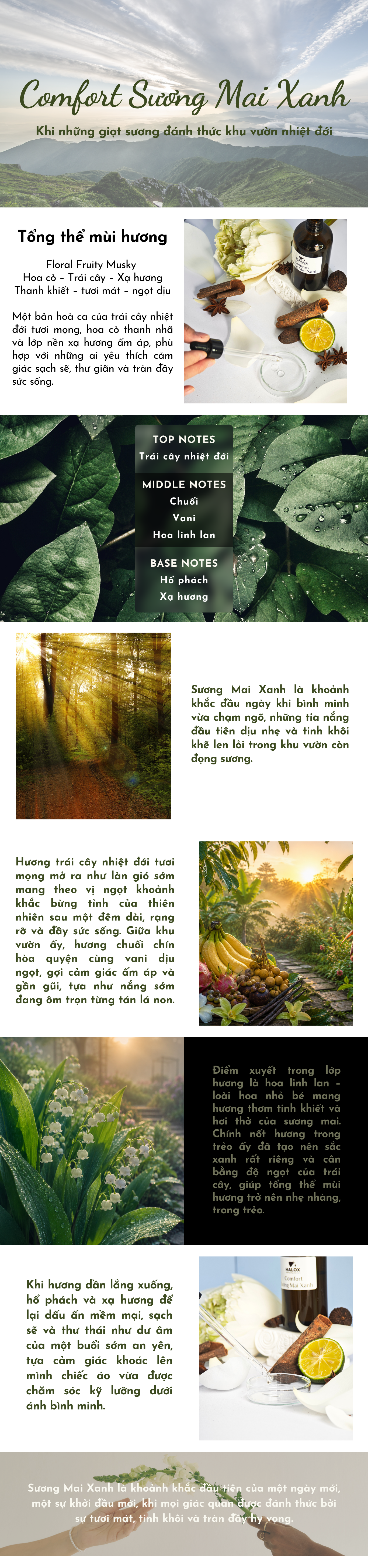 Bài viết-Comfort Sương Mai Xanh.png